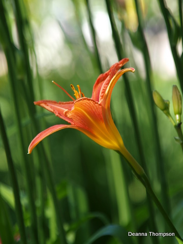 Tiger Lily P6182275